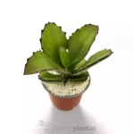 Kalanchoe Synsepala - Imagen 3