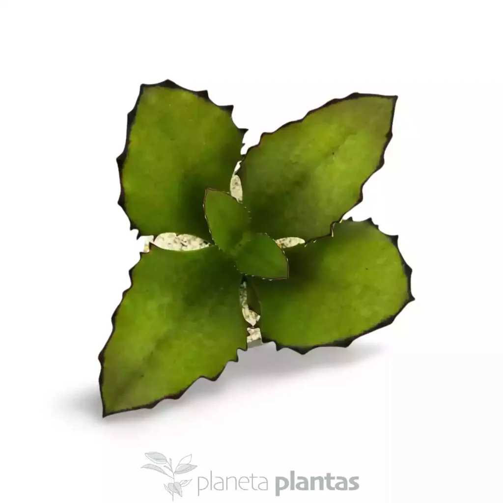 Kalanchoe synsepala 03 - Suculentas y Cactus directos del Productor