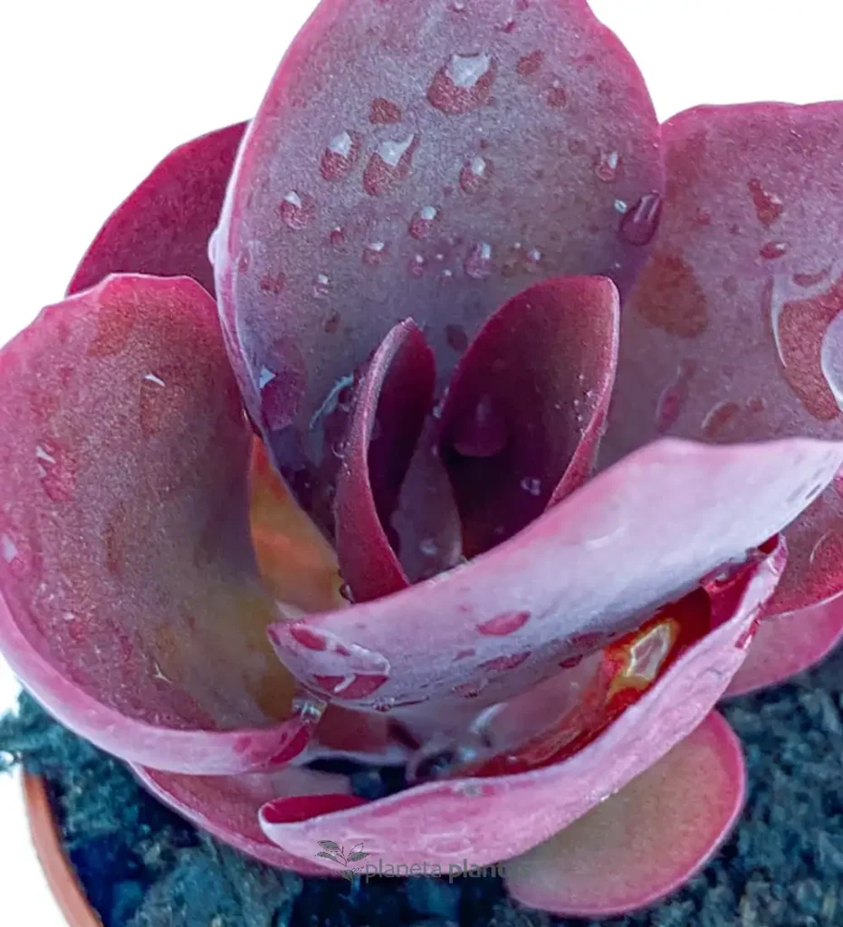 Kalanchoe tetraphyll 01 - Suculentas y Cactus directos del Productor