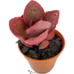 Hojas De Bruja - ( Kalanchoe Tetraphylla)