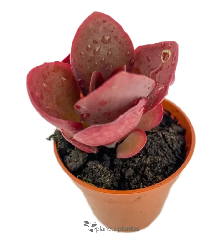 Kalanchoe tetraphyll - Suculentas y Cactus directos del Productor