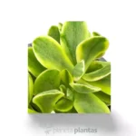 Kleinia Petraea - Imagen 2