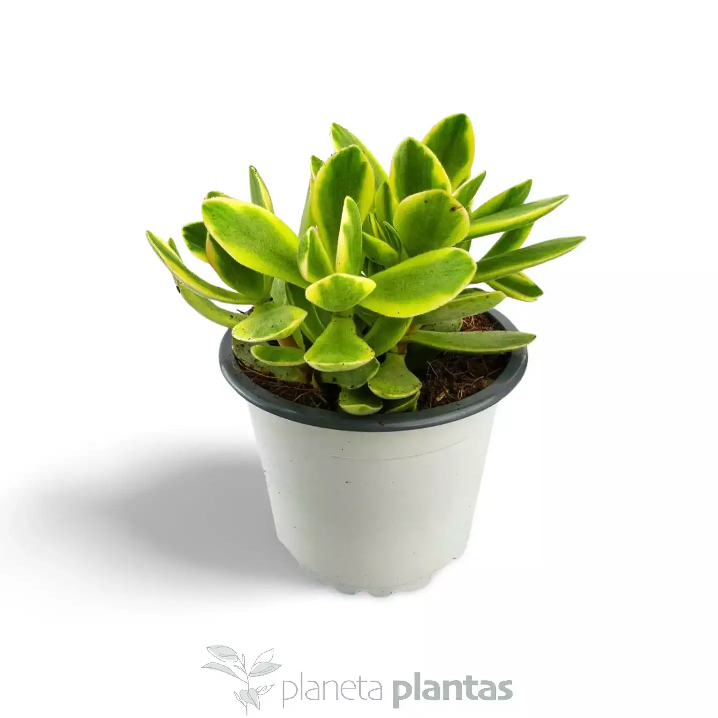 Kleinia-Petraea.webp Kleinia Petraea - Imagen 1