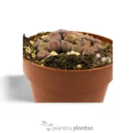 Lithops Hookeri - Imagen 3