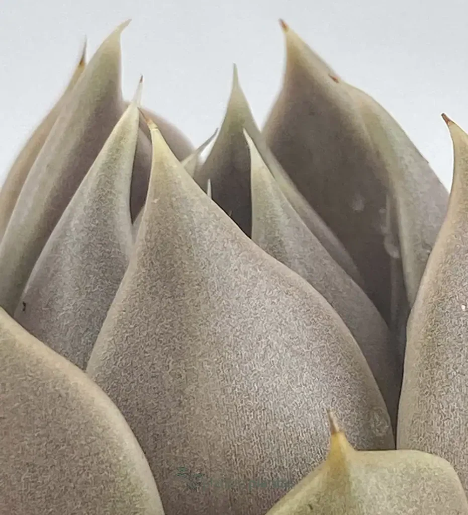 Lenophyllum texanum 01 - Suculentas y Cactus directos del Productor