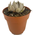 Lenophyllum Texanum