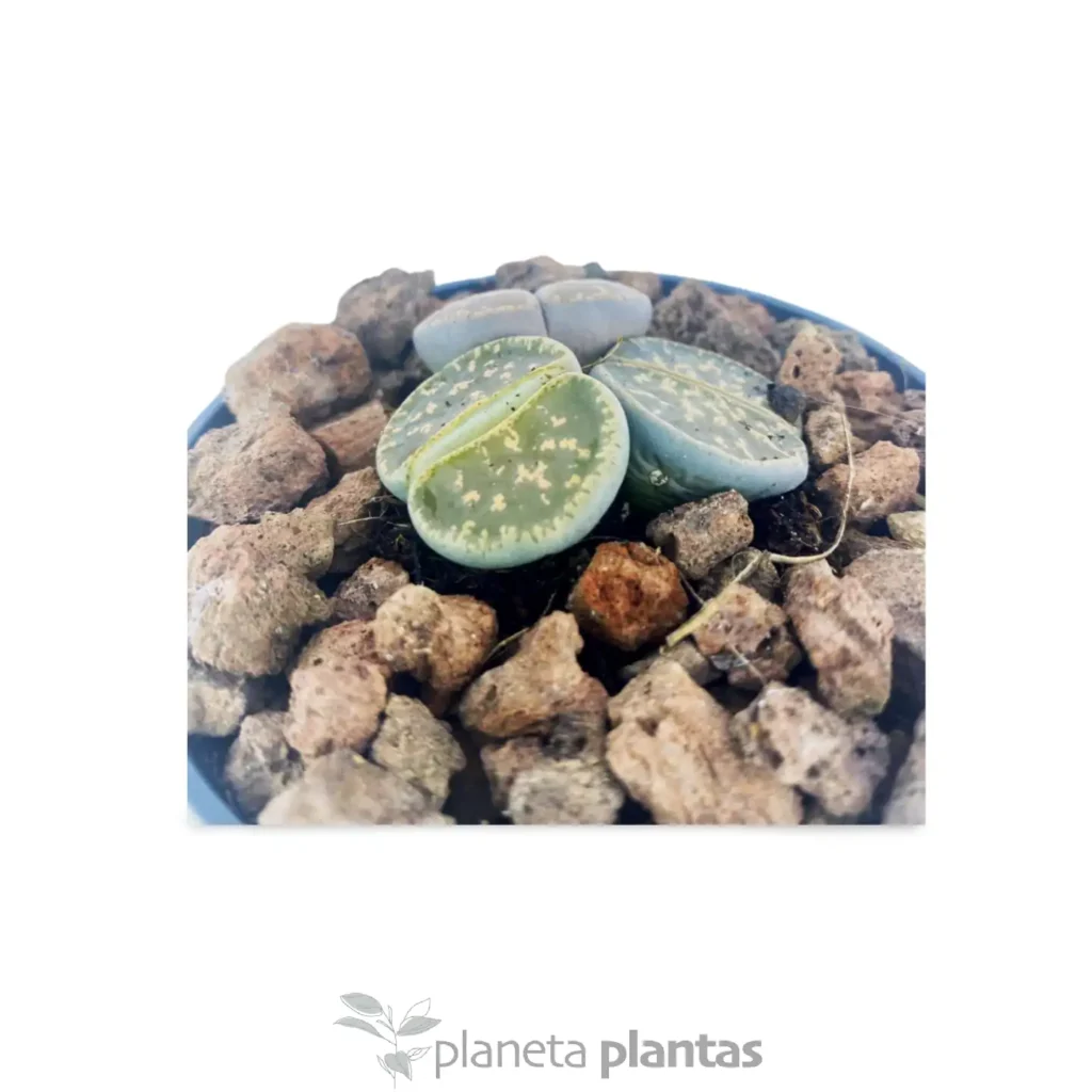 Lithops Gigantes 2 - Suculentas y Cactus directos del Productor