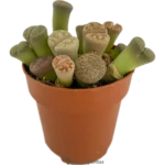 Piedras Vivas - (Lithops Pseudotruncatella) - Pequeña