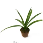 Agave Manfreda Maculosa