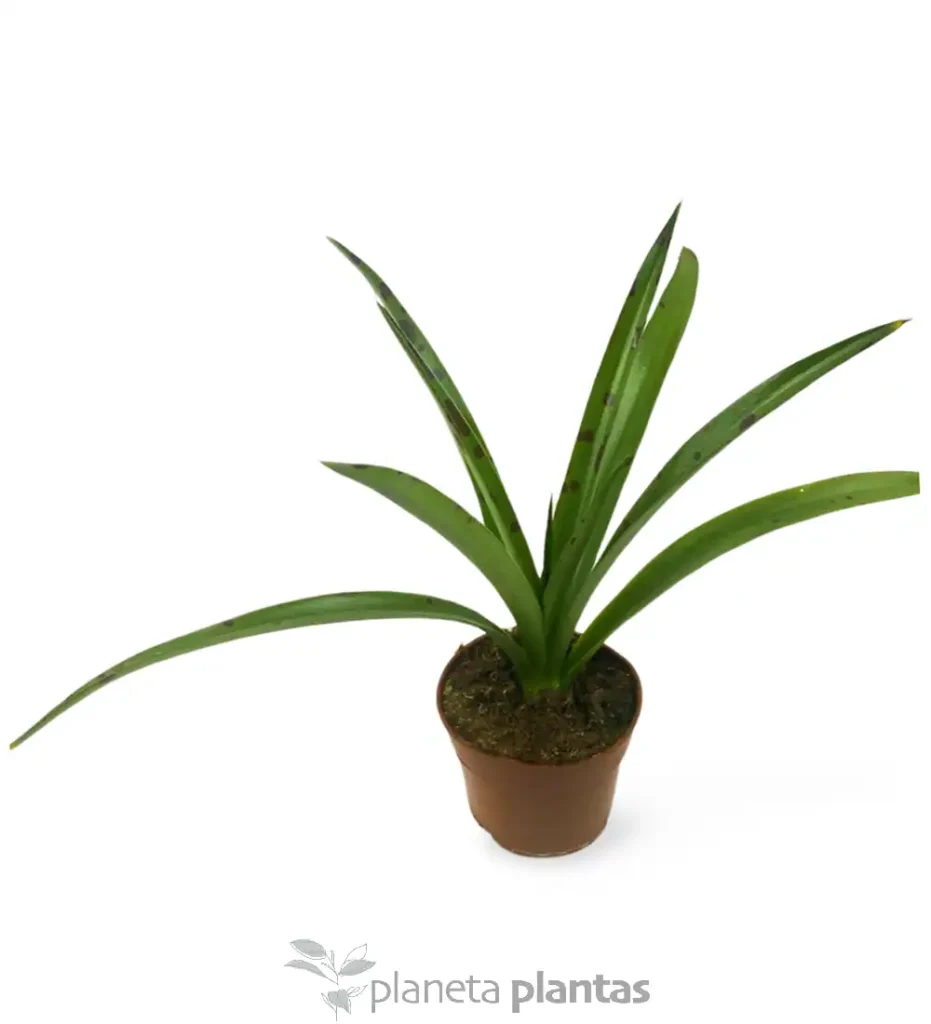 Mamfreda Maculosa - Suculentas y Cactus directos del Productor