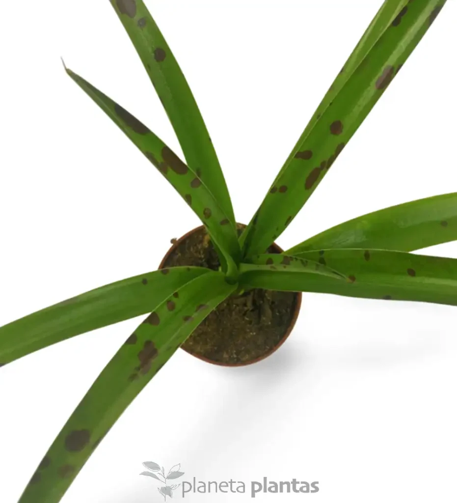 Mamfreda Maculosa 01 - Suculentas y Cactus directos del Productor