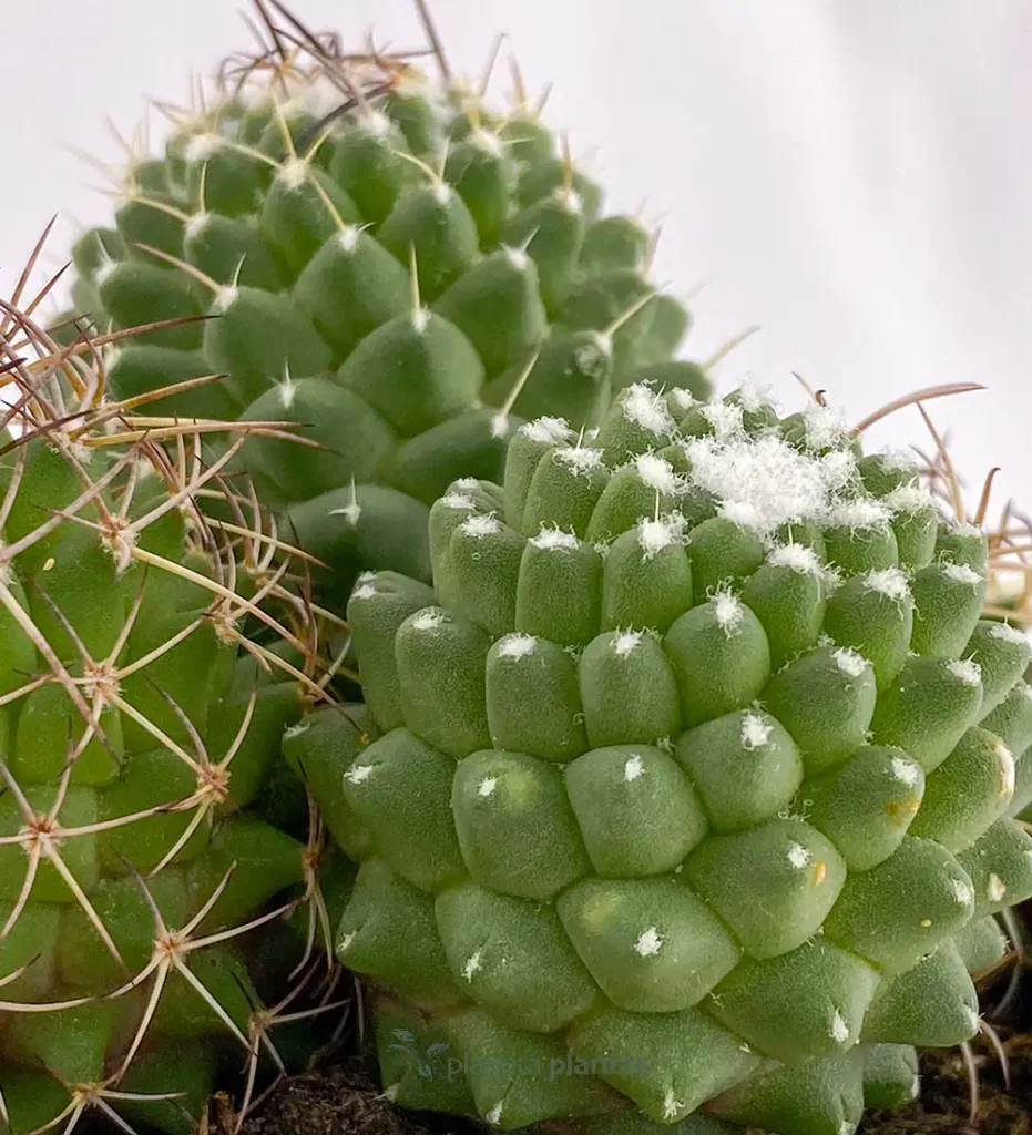 Mammillaria compressa 01 - Suculentas y Cactus directos del Productor