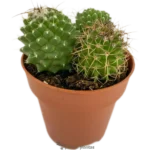 Mammillaria Compressa
