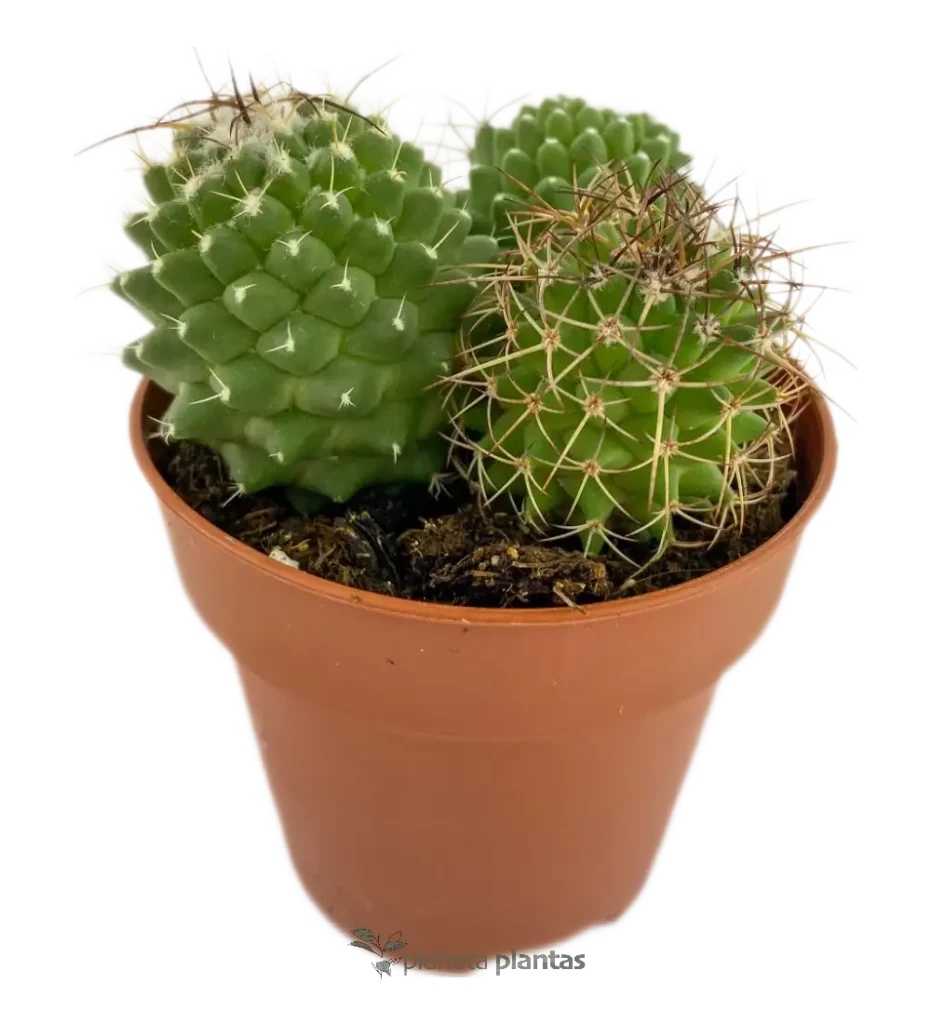 Mammillaria compressa - Suculentas y Cactus directos del Productor