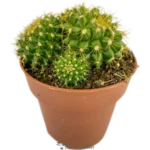 Cabea De Viejo - (Mammillaria Marksiana)
