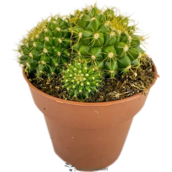 Cabea De Viejo - (Mammillaria Marksiana)