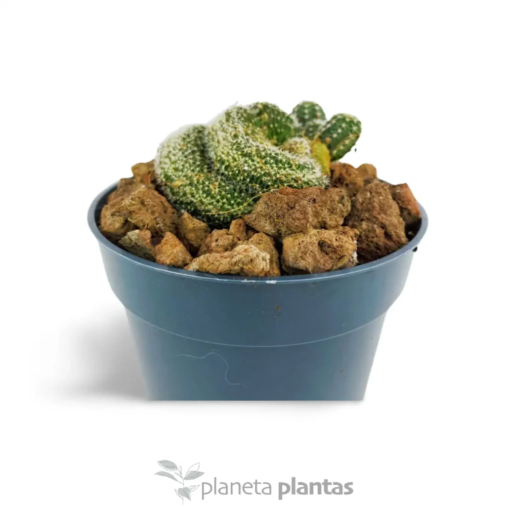 Mammillaria Elongata Cristata - Suculentas y Cactus directos del Productor