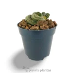 Mammillaria Elongata Cristata - Imagen 5