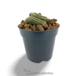 Mammillaria Elongata Cristata - Imagen 4