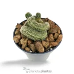 Mammillaria Elongata Cristata - Imagen 3