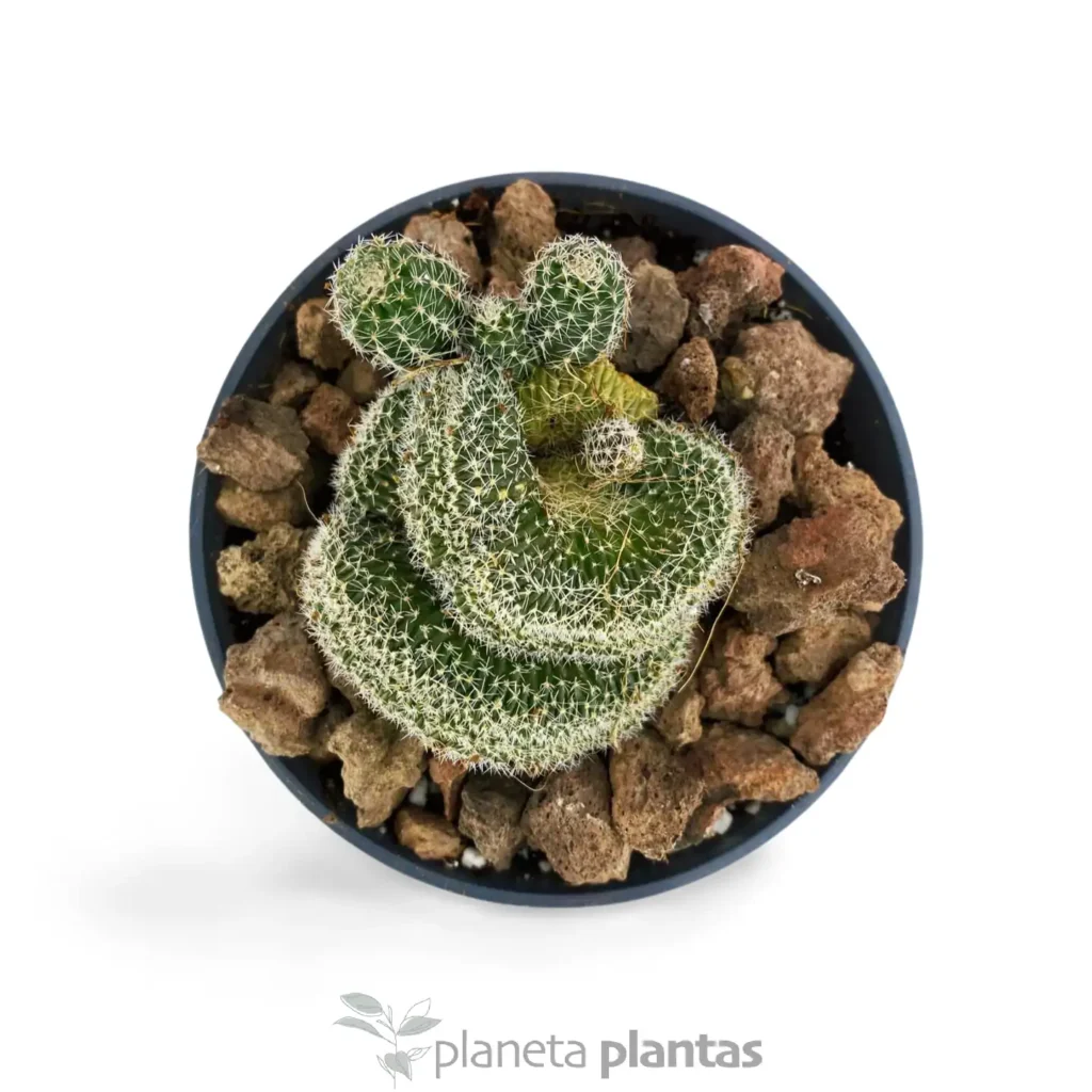 Mammillaria Elongata Cristata 5 - Suculentas y Cactus directos del Productor