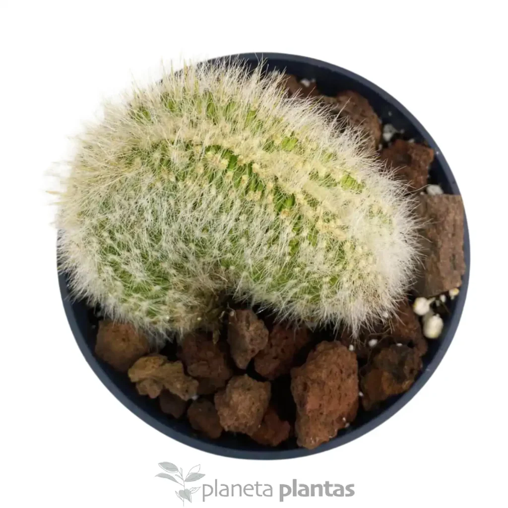 Mammillaria geminispina crestada - Suculentas y Cactus directos del Productor