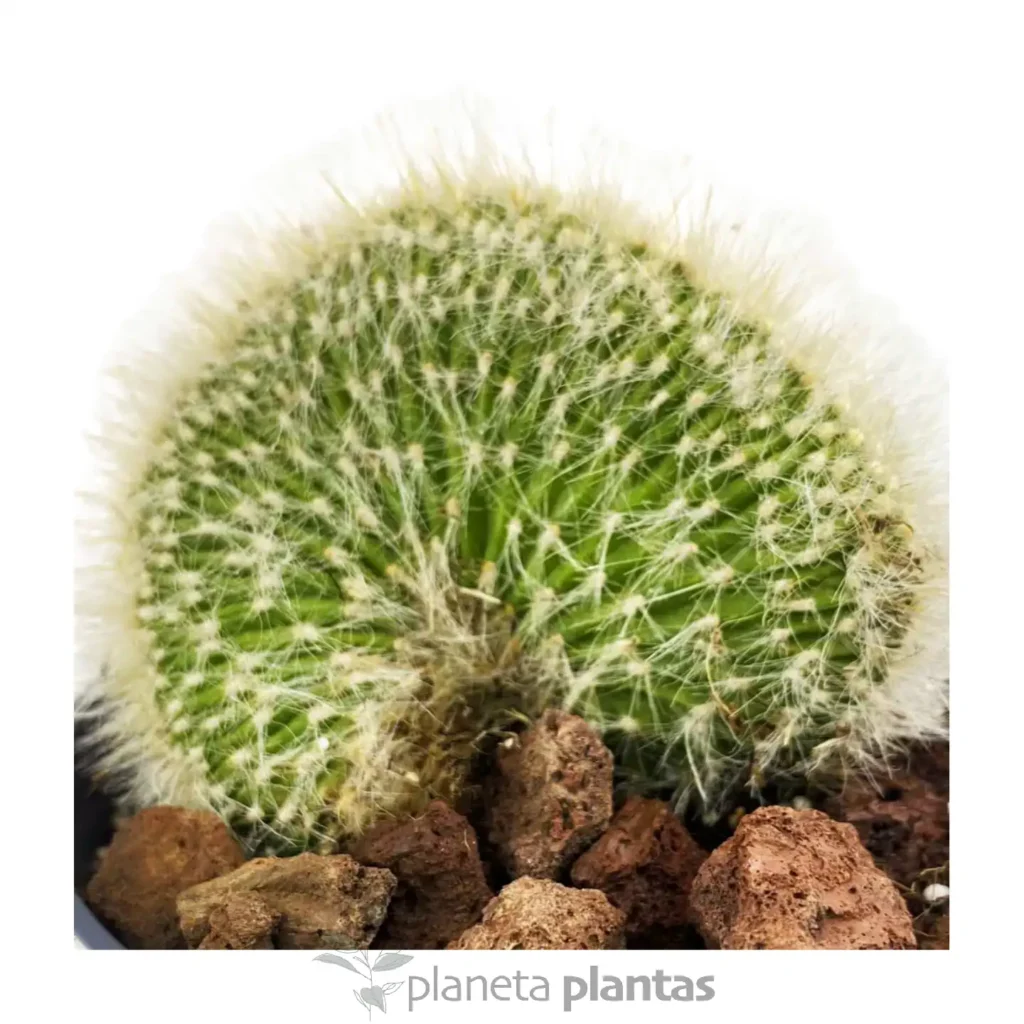 Mammillaria geminispina crestada 3 - Suculentas y Cactus directos del Productor