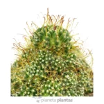 Mammillaria Surculosa - Imagen 3