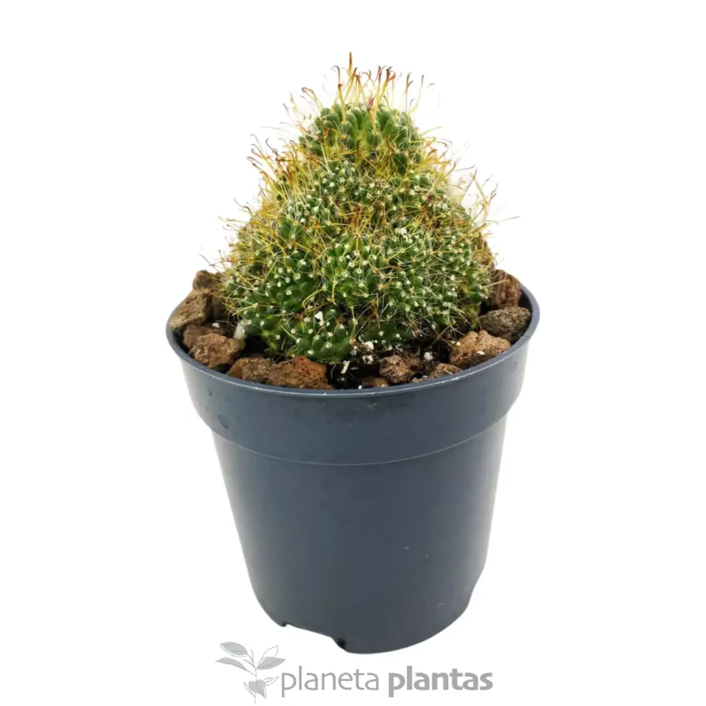 Mammillaria surculosa 4 - Suculentas y Cactus directos del Productor