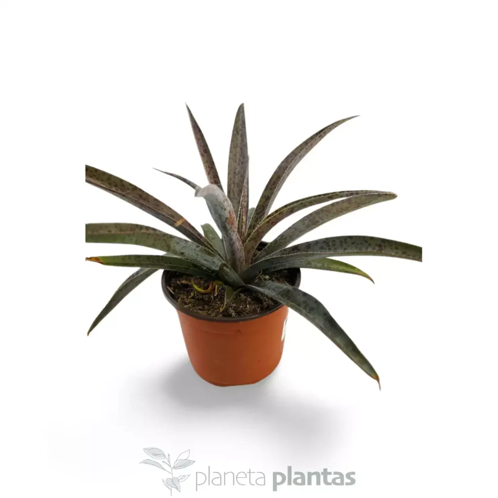 Mangave Pineapple Express 01 - Suculentas y Cactus directos del Productor