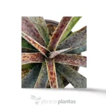Mangave Pineapple Express - Imagen 3