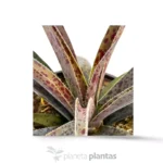 Mangave Pineapple Express - Imagen 4