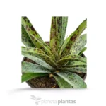 Mangave Pineapple Express - Imagen 5