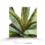 Mangave Pineapple Express - Imagen 6