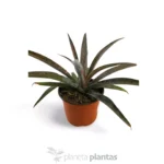 Mangave Pineapple Express - Imagen 7