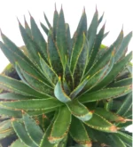 Mangave BloodSpot - Imagen 4