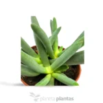 Marlothistella Uniondalensis - Imagen 3