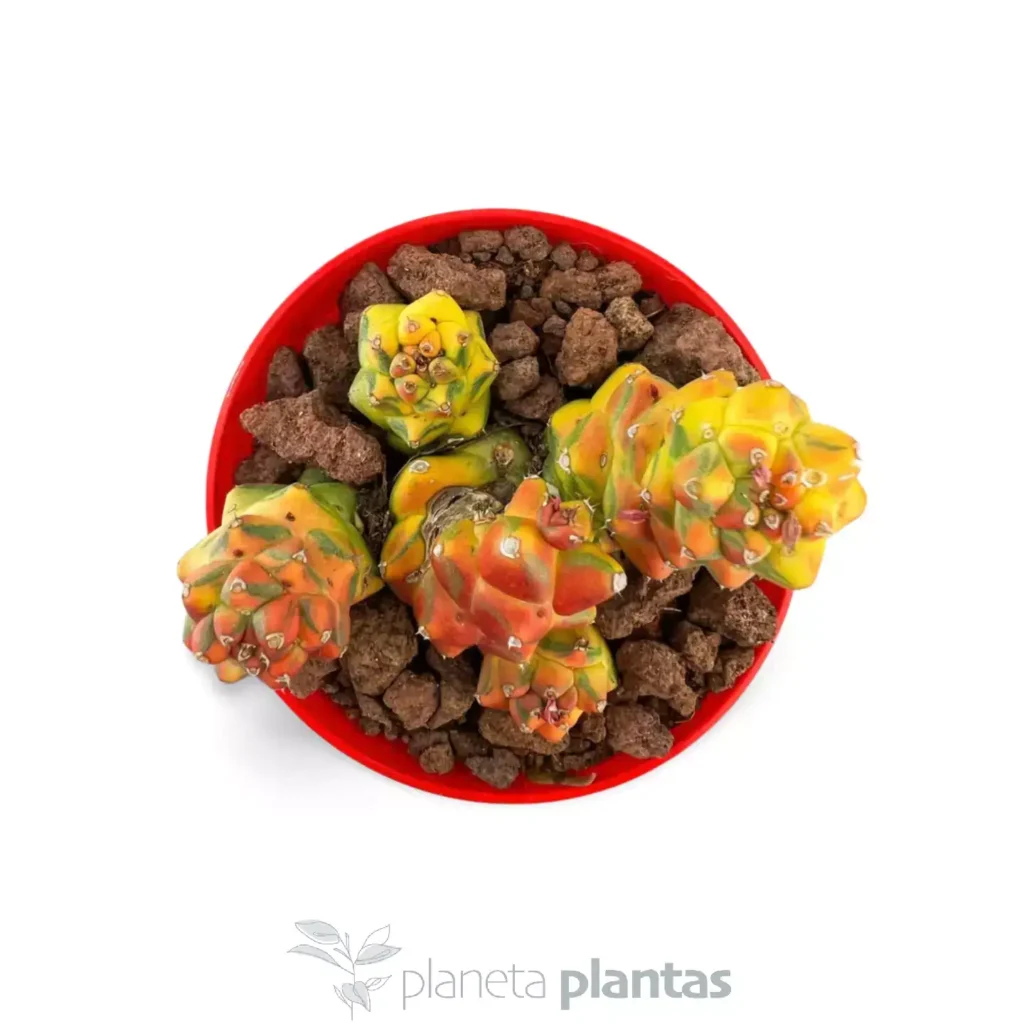 Monadenium ritchiei variegated 01 - Suculentas y Cactus directos del Productor