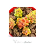 Monadenium ritchiei variegated - Imagen 3