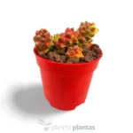 Monadenium ritchiei variegated - Imagen 4