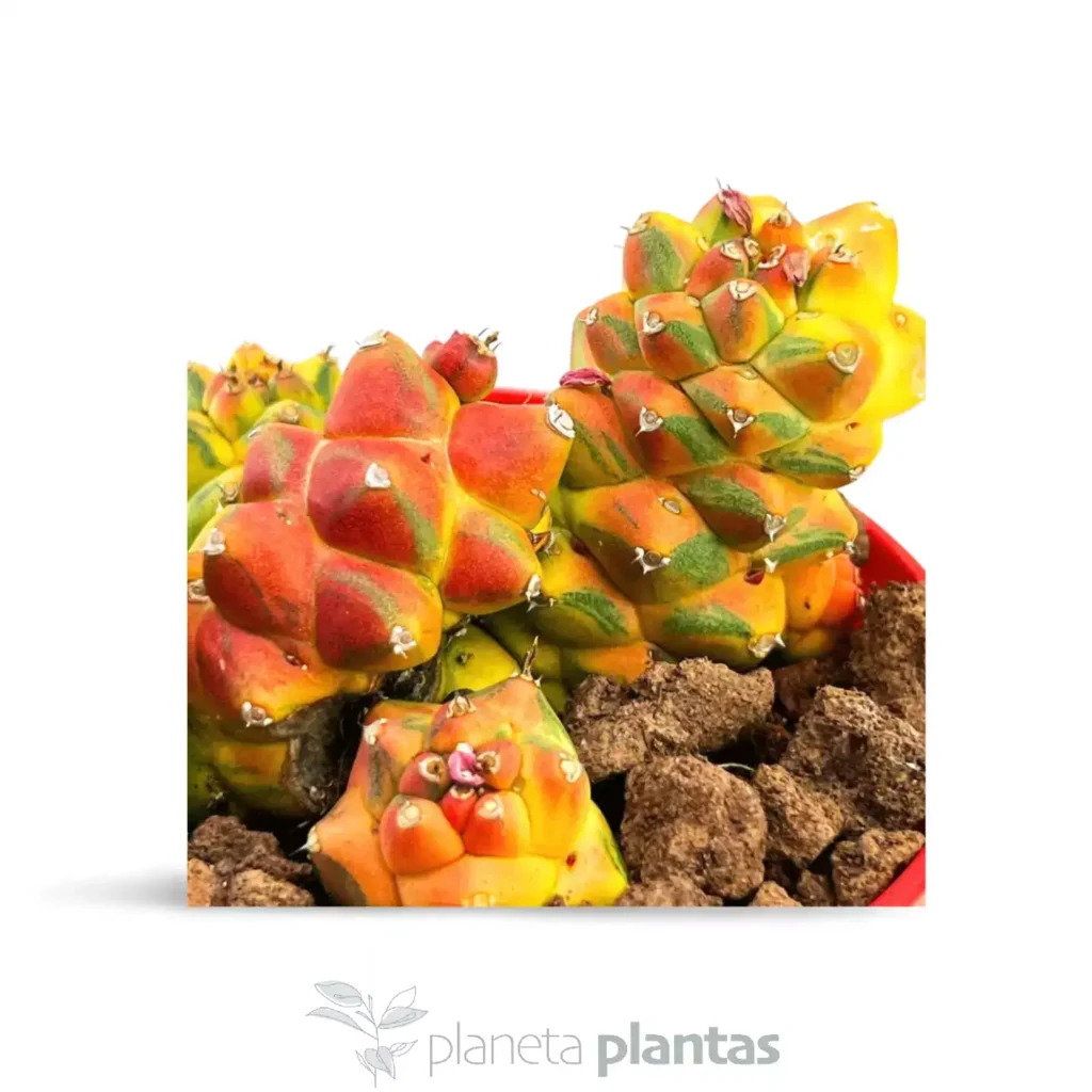 Monadenium ritchiei variegated - Suculentas y Cactus directos del Productor