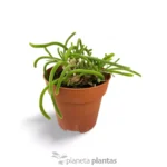 Monilaria Moniliformis