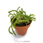 Monilaria Moniliformis - Imagen 2