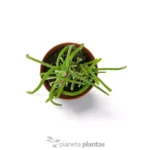 Monilaria Moniliformis - Imagen 3