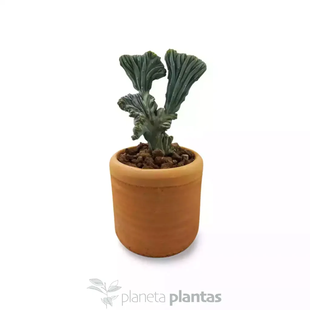 Myrtillocactus-Geometrizans-3.webp