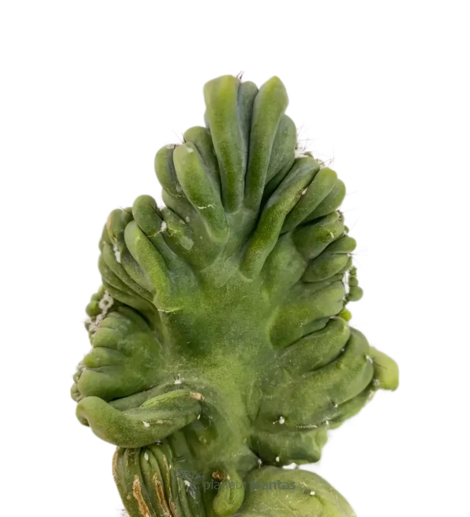 Myrtillocactus geometrizans 01 - Suculentas y Cactus directos del Productor