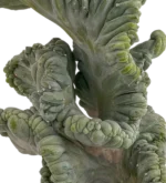 Myrtillocactus Geometrizans - Imagen 6