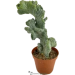 Myrtillocactus Geometrizans