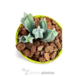 Myrtillocactus geometrizans Cactus - Imagen 3