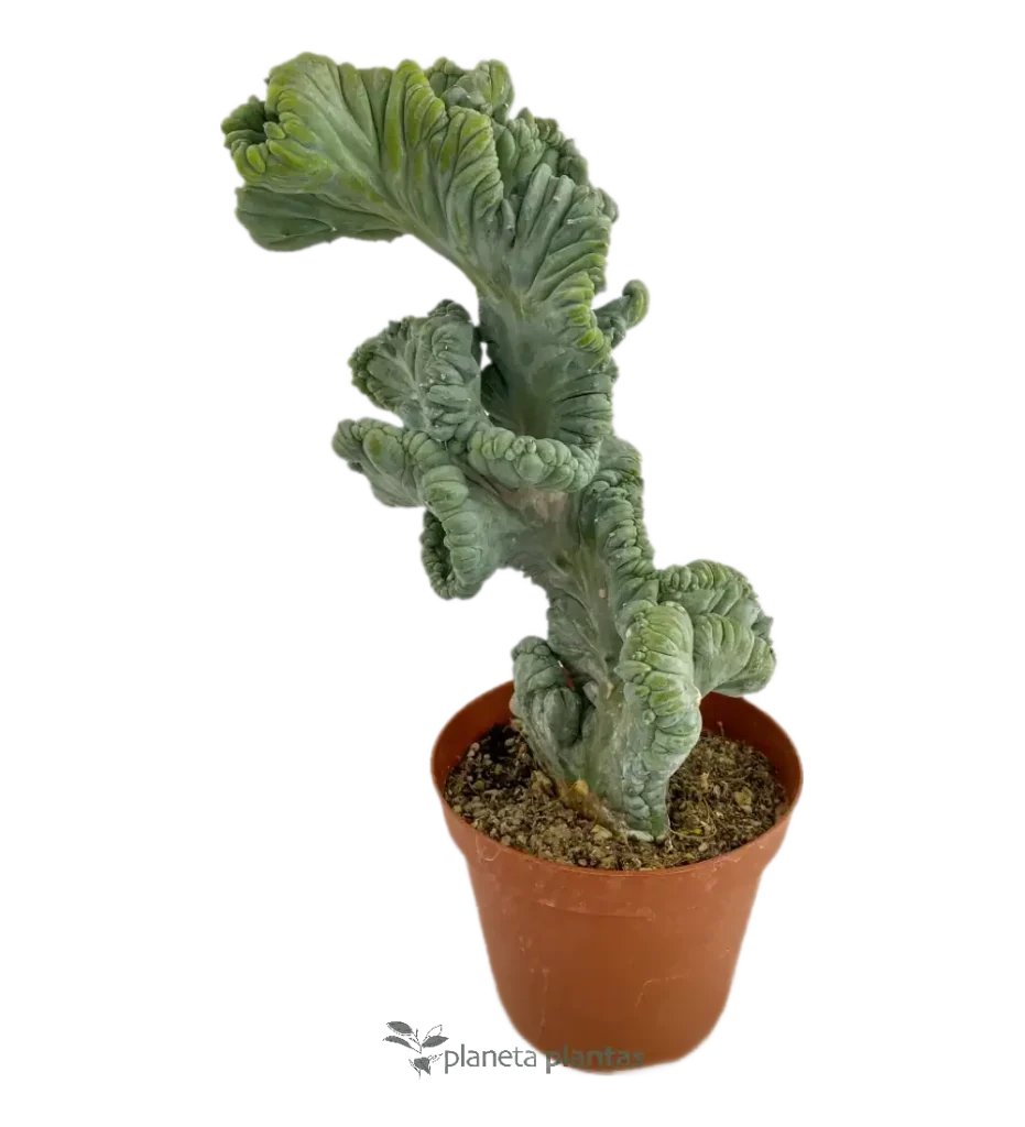 Myrtillocactus geometrizans - Suculentas y Cactus directos del Productor